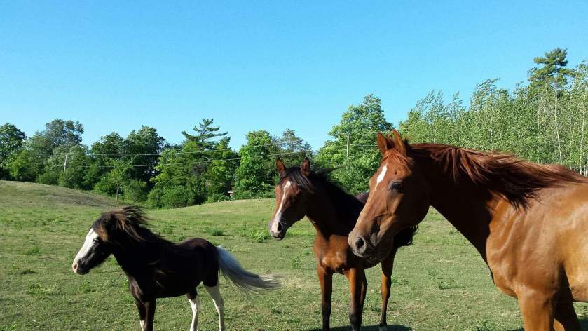 horse movement trot