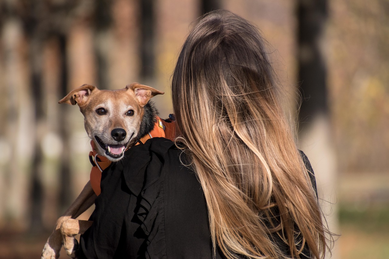 senior dog with owner companionship