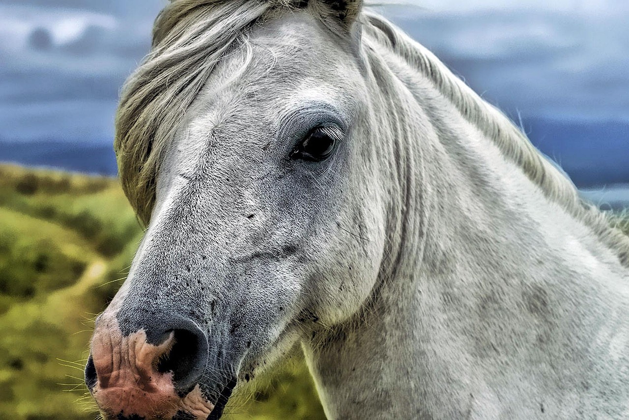 Relaxed horse in a natural environment